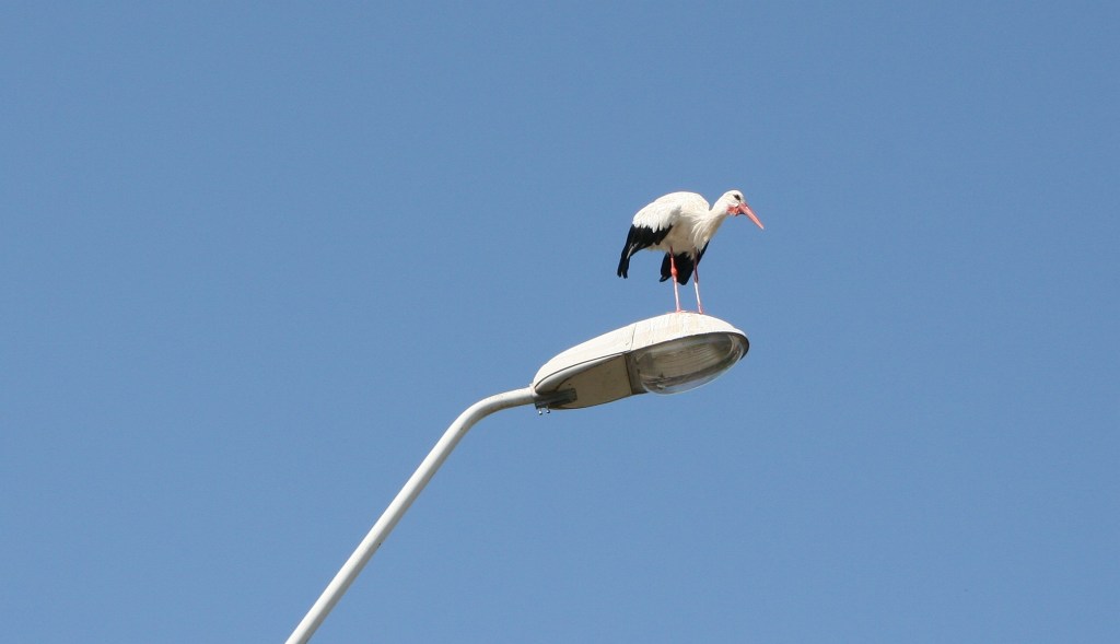 Barza in Moravita / Stork in Moravita